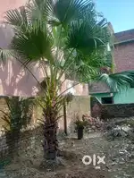 Washington plant (decoration plant)
