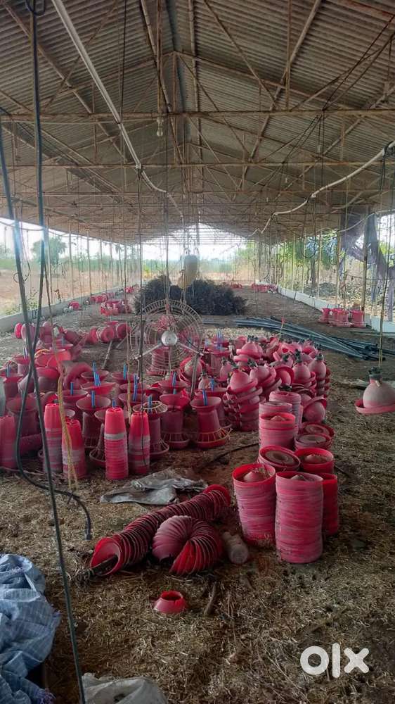 Jitendra poultry farm