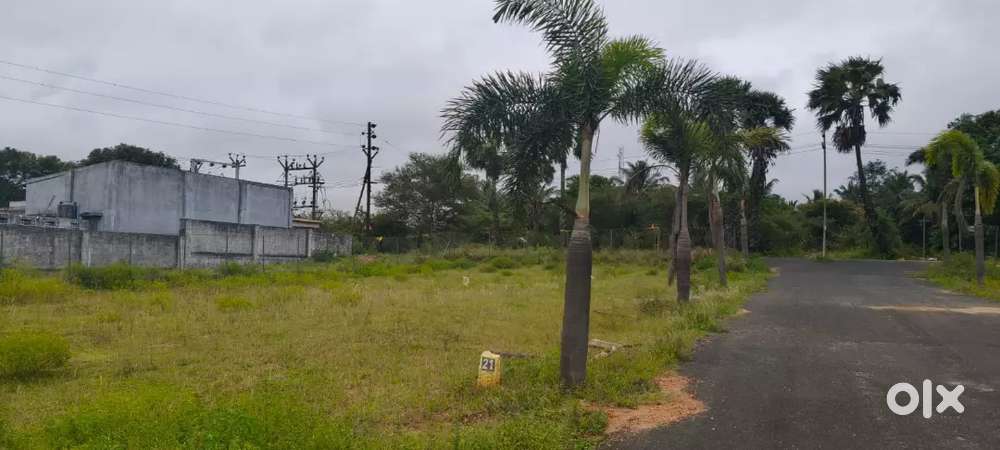 Cocount farm near pollachi road