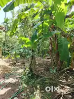 7cent plot for sale at Paravur Kollam