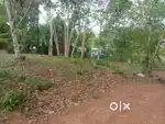 50 cent plot for sale  near chottanikkara temple ( 1km away)