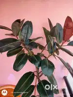 Pulm Tree/Rubber Tree