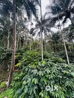 സുൽത്താൻബത്തേരി മുനിസിപ്പാലിറ്റിയിൽ 60 സെന്റ് സ്ഥലം വില്പനയ്ക്ക്