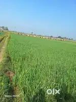 3.5बिस्सा& 10बिस्सा&22बिस्सा जमीन