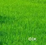 5 Canal & 9 marla Agriculture land for sale