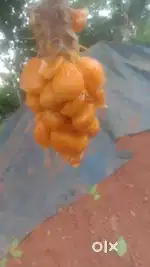 Wild jackfruit wholesale...