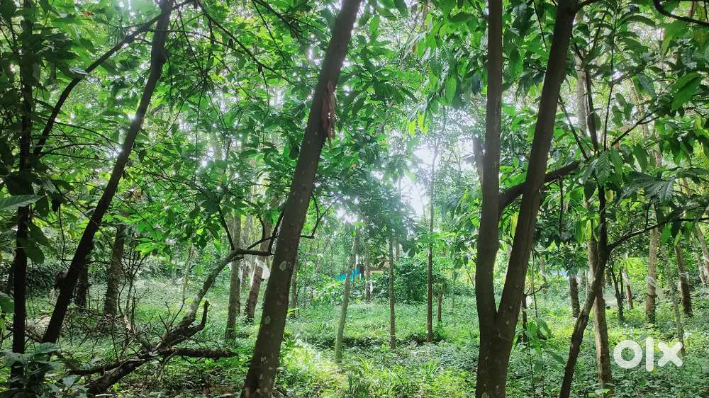 From 3 km from  thodupuzha muvattpuzha NH Road. 80000 per sent