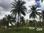 15 acre Agriculture Land on Lease