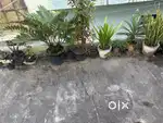 Plants & Pot