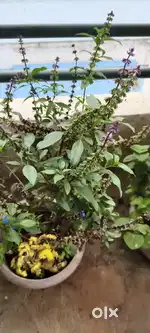 Tulasi plant