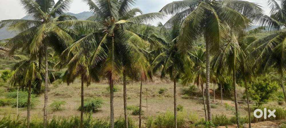 Coconut farm for sale