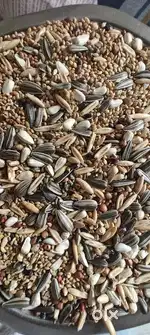 Birds mix seeds best quality