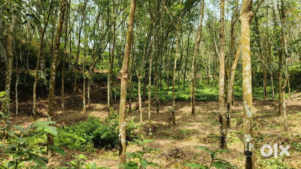 ചുള്ളിമാനൂർ ആട്ടുകാൽ നെടുമ്പയിൽ 75 Cent റബർ പുരയിടം വില്പനയ്ക്ക്.