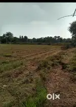 1.5 begha Agriculture land