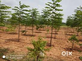 Agriculture lands for sale