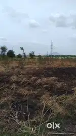 Agricularal Land for Sale in Kesanupalli, Narasaraopet.