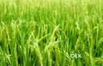 Poriyanadi padashekaram in Ezhijillam available for lease