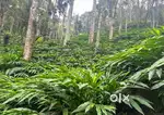 Wayanad 317 AC Cardamom Estate for sale