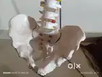 Spine model for sale
