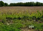 Plot for sale