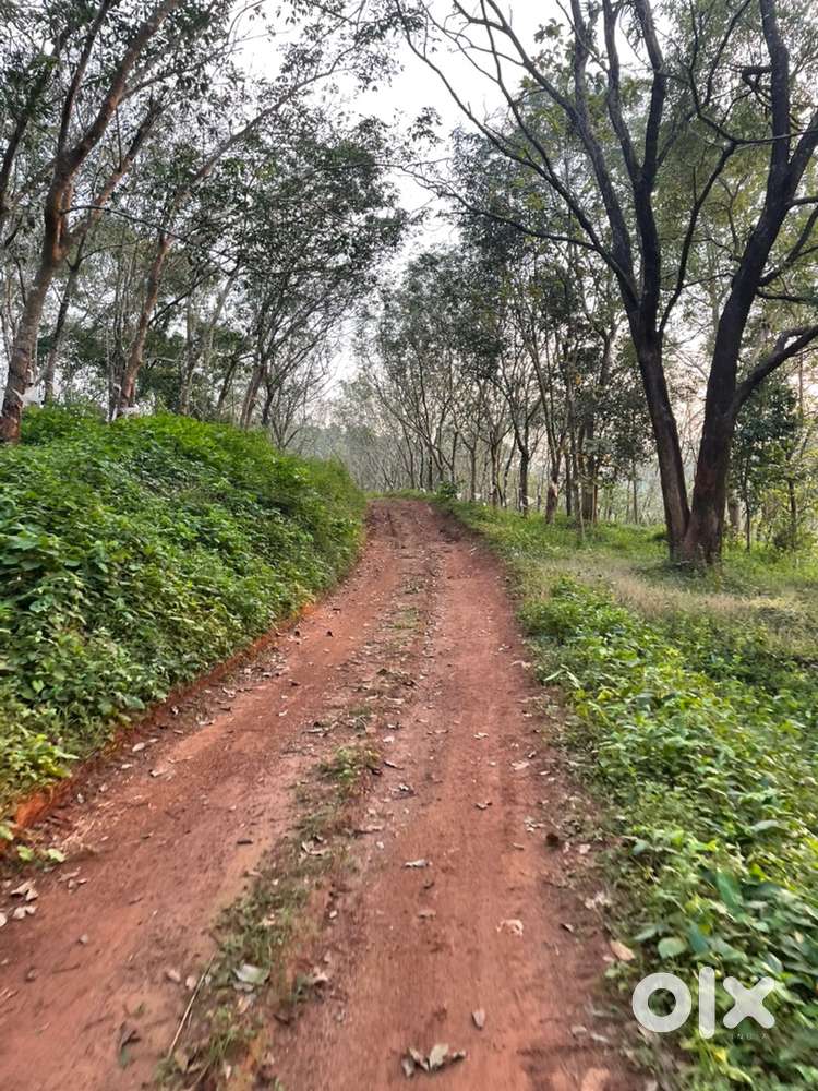 റബ്ബർ and തെങ്ങ് തോട്ടം  വിൽപനക്ക്