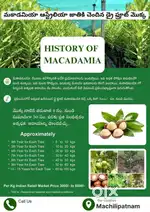 11 Cents Farm Land @ ₹27.5L with Macadamia Plantation in Machilipatnam