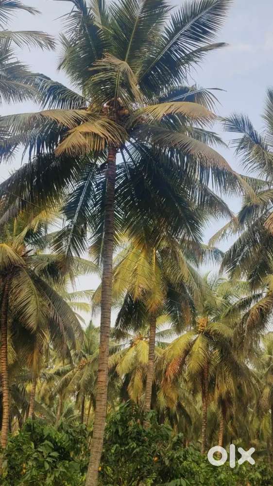 Aliyar dam nearly property sales