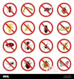 Anti  cockroach service with 6month warranty pest control services