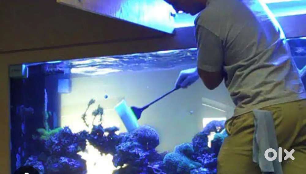 Aquarium cleaning and maintaing