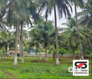 Coconut farmland for sale in Velanthavalam, Palakkad