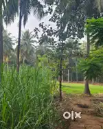 2.5 Acres Coconut farm for sale in Palakkad