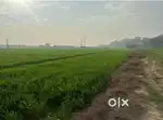 Agriculture land for sell best location and every year profit