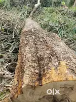 90 ഇഞ്ച് വണ്ണമുള്ള കാഞ്ഞിരം വിൽപ്പനയ്ക്ക്
