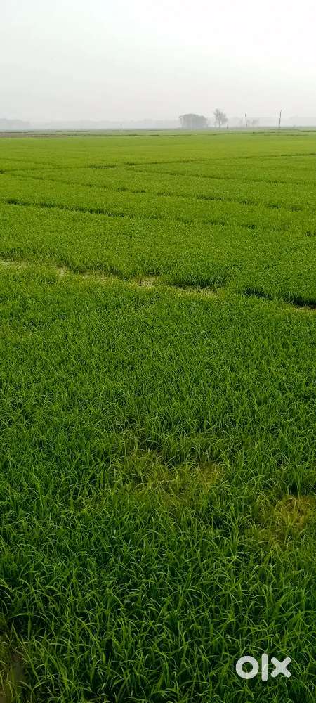 3 Bigha roadside land.18 lac/Bigha.3 বিঘা মেন রাস্তার পাশেই জমি20 লাখ
