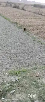 jaruri hai