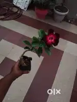 Adenium Plants