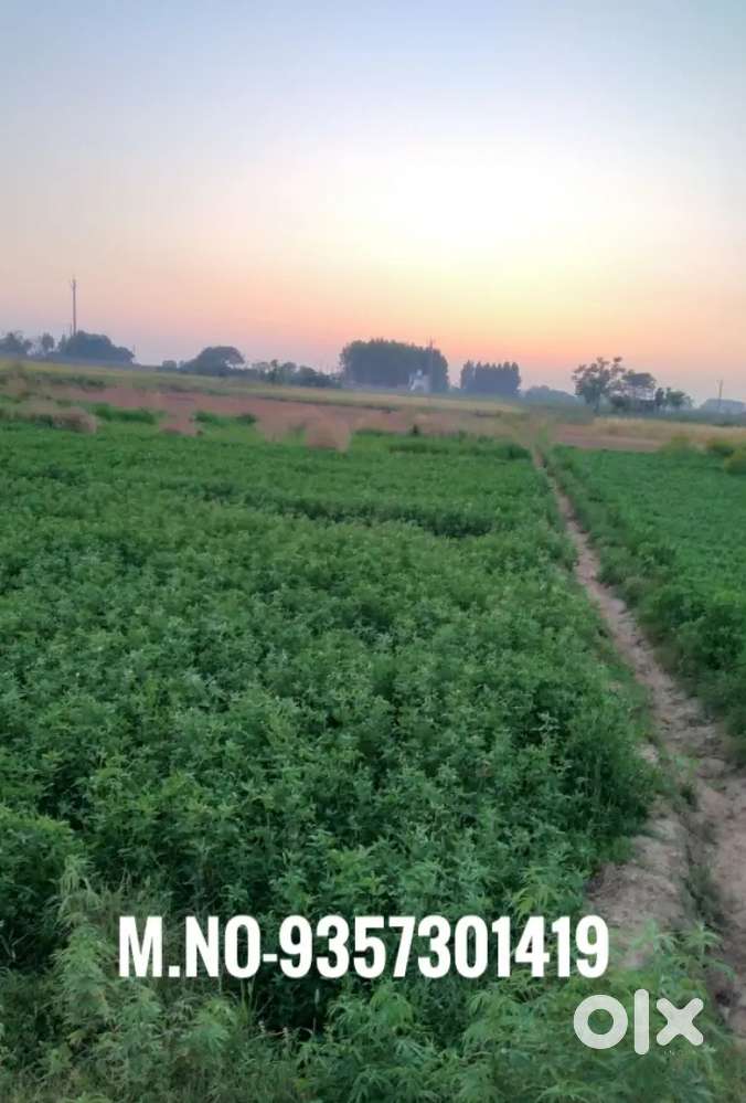 3000 chicken Farm for sale