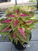 Pots and plants