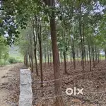 Red sandle wood form land
