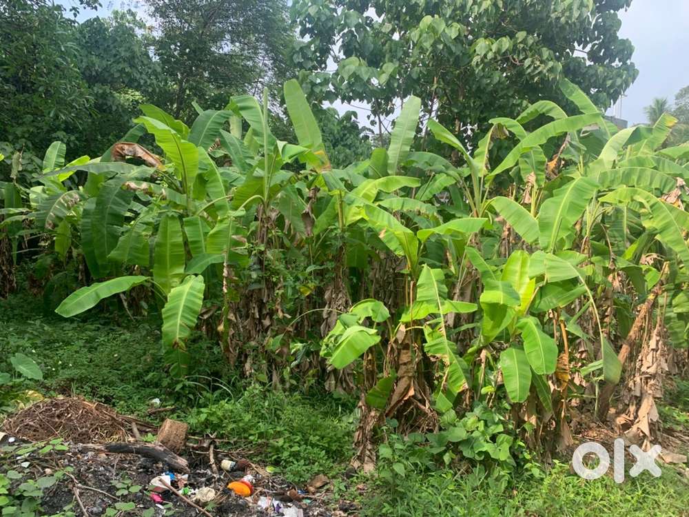 6 cent house plot for sale