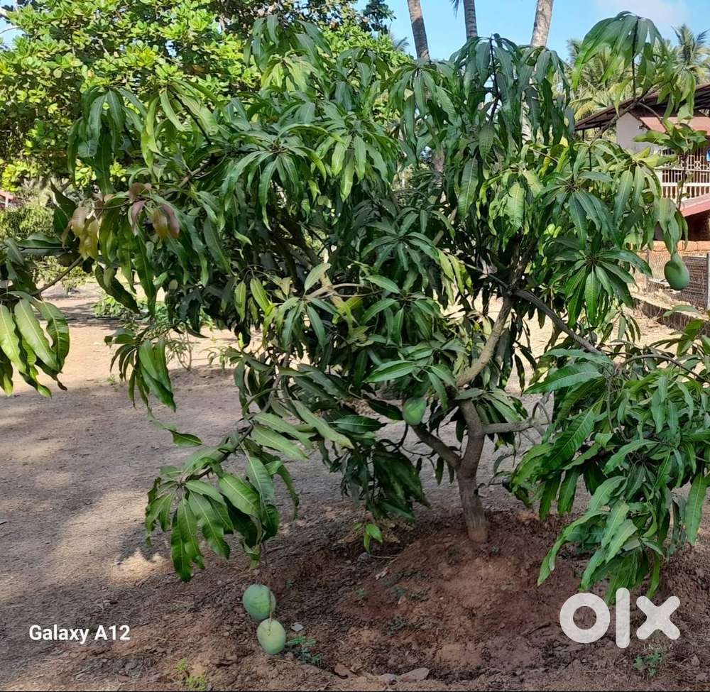 Plot with single owner