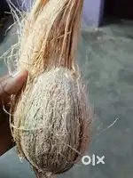 Coconut Medium size