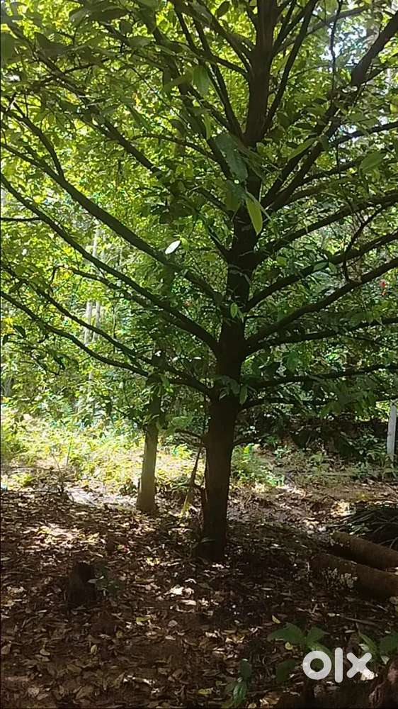 Land and house for sale