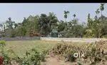 1 Katha square maati with boundary myadi patta, Borjhargaon, Tezpur