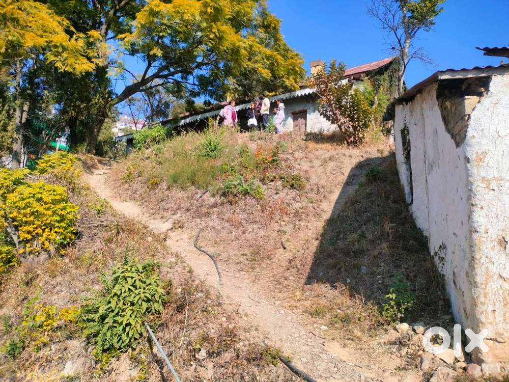 5 Biswa plain and sunny land at Solan