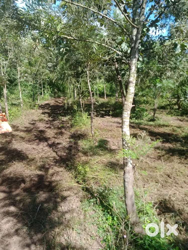 Agriculture land for sale, located 26km from Hassan