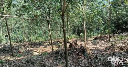 2 .2  ഏക്കർ റബ്ബർ തോട്ടം അത്യാവിശമായി വില്പനക്ക്