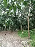 Land with rubber plantation - 8 bigha. ₹5,70,000 per bigha ( ₹39/sqft)