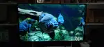 SONY BRAVIA 43 INCHES FULL HD 4K TV negotiable
