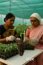 Vegitable Nursery Workers Need Madanapalli